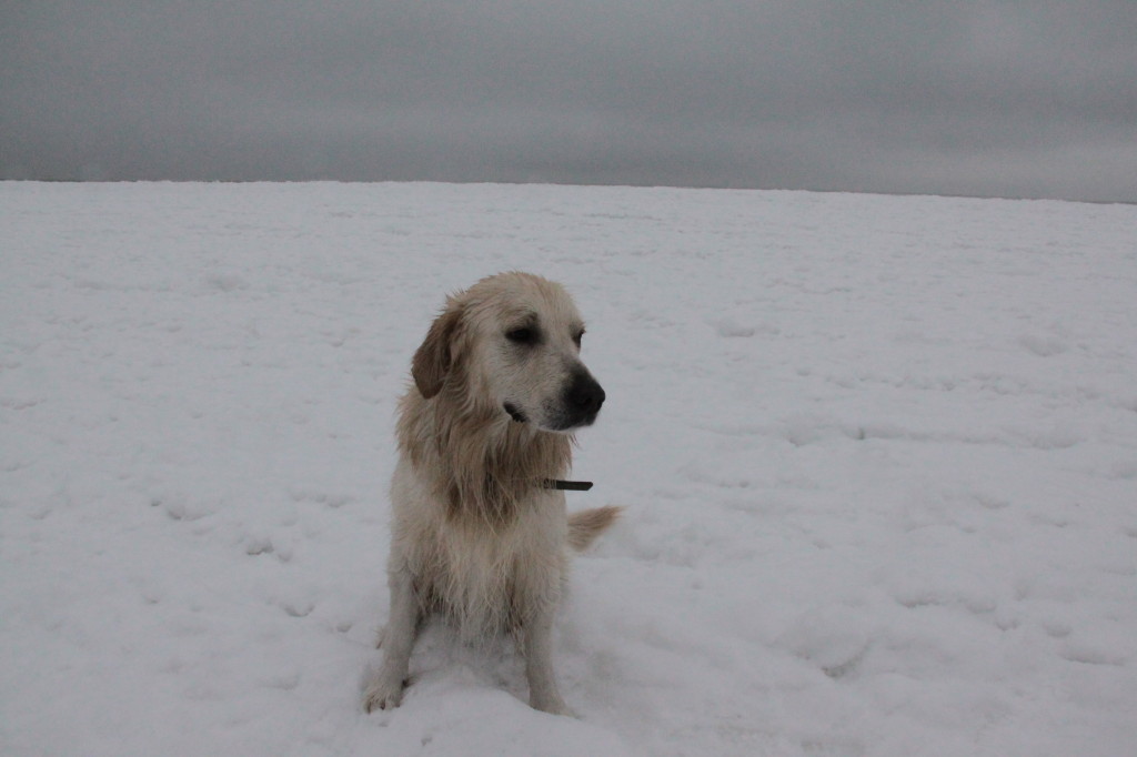 Międzyzdroje, domowy pupil po akcji ratunkowej i wyciągnięciu z przerębla