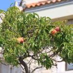 Split, brzoskwinie w przydomowym ogródku