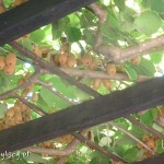 Pocitelj, kiwi w altanie restauracji