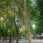 Trebinje, platany na placu w centrum miasta
