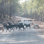 Droga z Ölüdeniz do Kayaköy