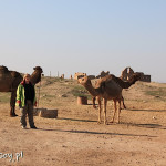 Harran, wielbłądy