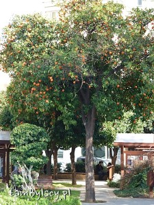 Adana, owocujące pomarańcze w parku