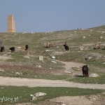 Harran, teren dawnego miasta, dziś miejsce wypasu zwierząt domowych