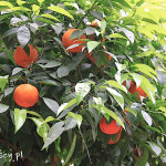 Ateny, Ogrody Narodowe