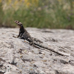 Upliscyche, aktualni mieszkańcy skalnego miasta