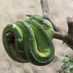 Rio de Janeiro, Ogród Zoologiczny