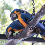 Rio de Janeiro, Ogród Zoologiczny