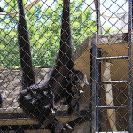 Rio de Janeiro, Ogród Zoologiczny