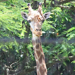 Rio de Janeiro, Ogród Zoologiczny