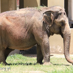Rio de Janeiro, Ogród Zoologiczny