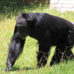Rio de Janeiro, Ogród Zoologiczny