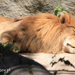 Rio de Janeiro, Ogród Zoologiczny