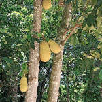 Rio de Janeiro, Ogród Botaniczny