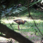 Rio de Janeiro, Ogród Botaniczny