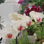 Rio de Janeiro, Ogród Botaniczny, orchidearium
