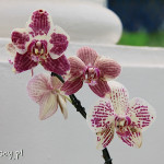 Rio de Janeiro, Ogród Botaniczny, orchidearium