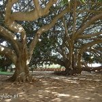 Cagliari, park "Giardini Pubblici"