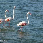 Flamingi przy drodze z Cagliari do Nory