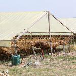 Plantacje tytoniu pod masywem Olimpu