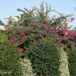 Nikozja, tak pięknie kwitną żywopłoty na Cyprze w październiku