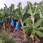 Plantacje bananów niedaleko Pafos