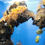Monako, Instytut Oceanograficzny i akwarium morskie