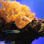 Monako, Instytut Oceanograficzny i akwarium morskie