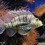 Monako, Instytut Oceanograficzny i akwarium morskie