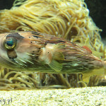 Monako, Instytut Oceanograficzny i akwarium morskie