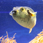 Monako, Instytut Oceanograficzny i akwarium morskie