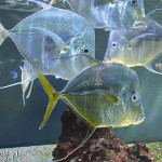Monako, Instytut Oceanograficzny i akwarium morskie