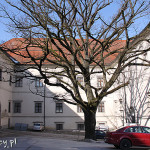 Linz, zamek, cesarski dąb